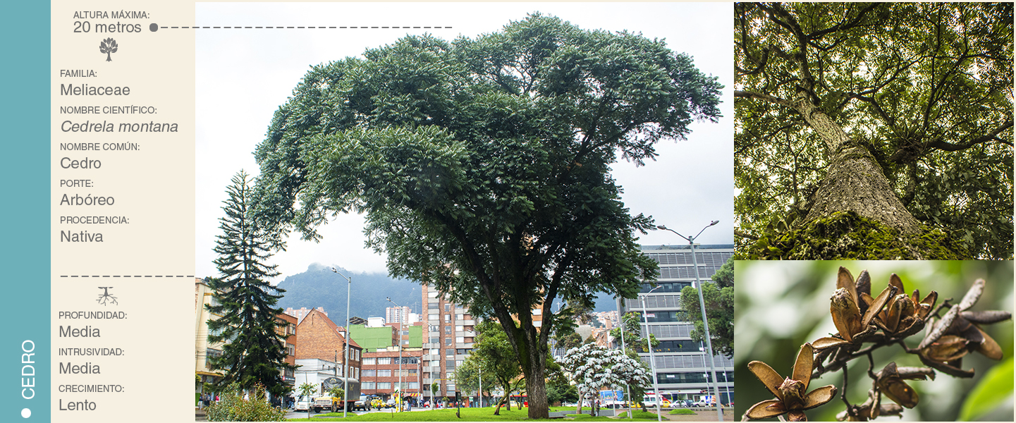 12-CEDRO