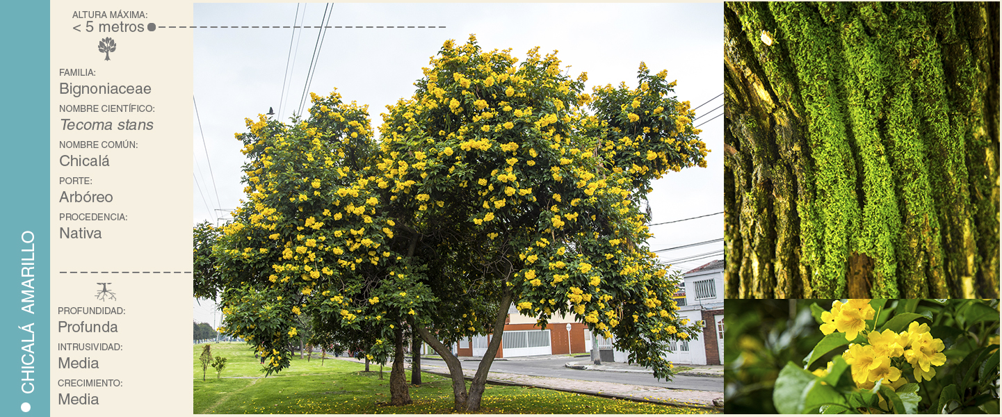 19-CHICALA AMARILLO