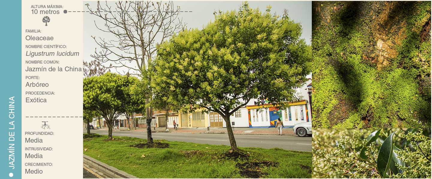 6-LIGUSTRO