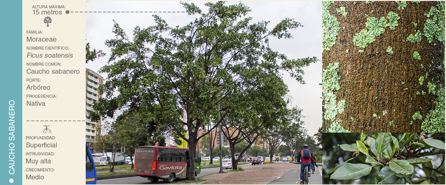 8-CAUCHO SABANERO