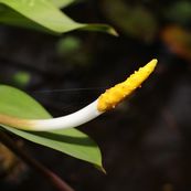 Orontium aquaticum