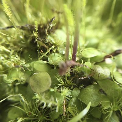 Utricularia