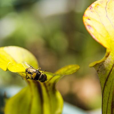 Sarracenia
