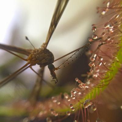 Drosera capensis