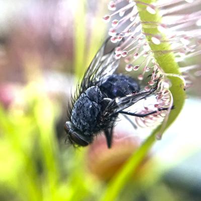 Drosera capensis