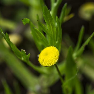 Cótula